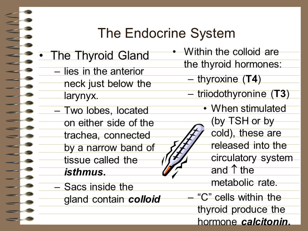 The Endocrine System The Thyroid Gland lies in the anterior neck just below the